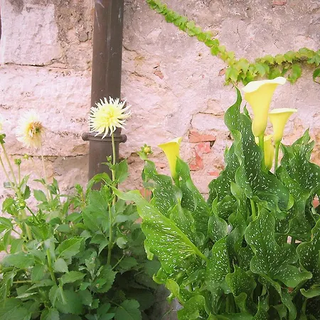 The Meadow Appartement